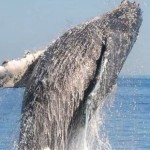 Humpback