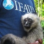ifaw2