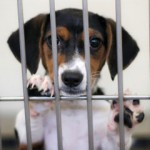 Dog in Shelter