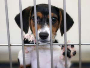 Dog in Shelter