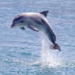 dolphin