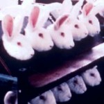 rabitanimaltesting a