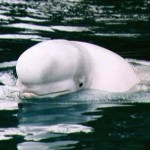 beluga01