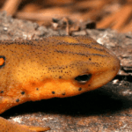 salmander