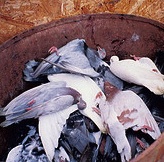 killed pigeons