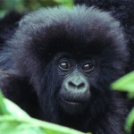 Mountain Gorilla