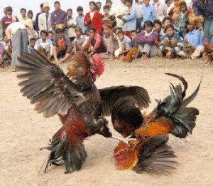cockfighting