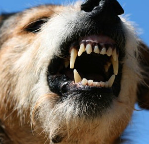 snarl