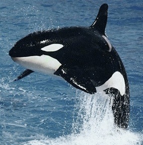 orca