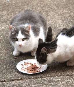 feral-cats-0135-4757670jpg-459a9c466b381358