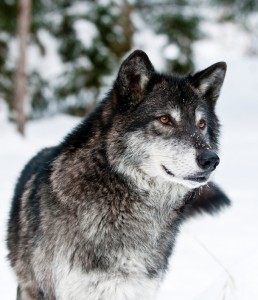 Grey Wolf