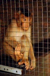 sad monkey in cage