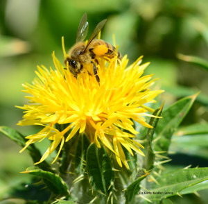 Honeybee on safflower blossom. Photo by Kathy Keatley Garvey.
