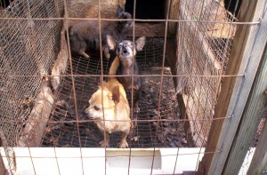 Puppy_mill_01