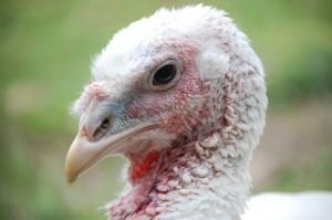 amelia_DSC_2470
