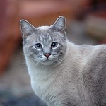 2531697400_2f0c2df13c_q-150x150