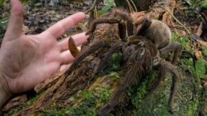 SpiderHand-copy-300x169