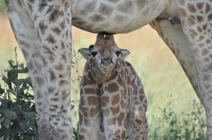 Young South African giraffe in Botswana's Okavango Delta (c) Julian Fennessy, GCF_small