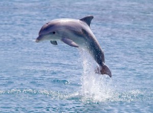 We like our dolphins wild and free.