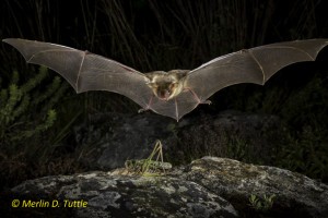 This greater mouse-eared bat (Myotis myotis) is about to catch a katydid in Bulgaria. These bats listen for footsteps or calls from large insects the grab directly from the ground. Catching Prey