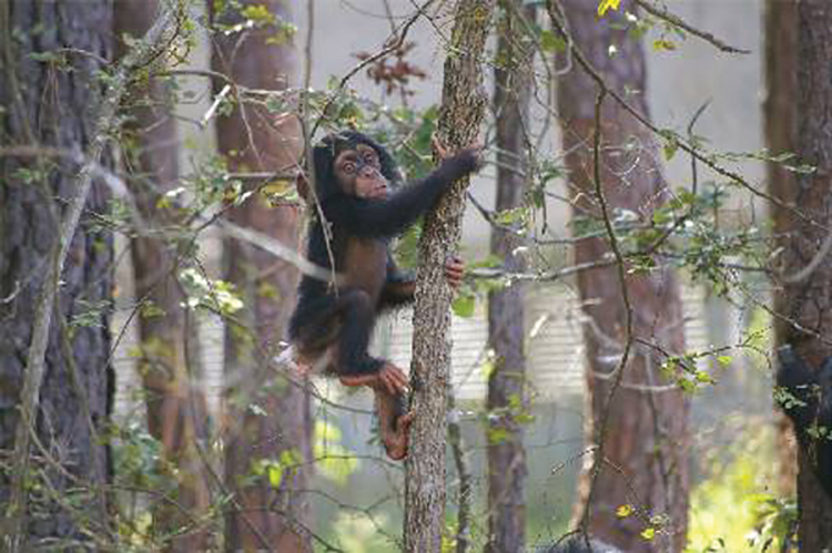 Tracy. Photo: Chimp Haven 