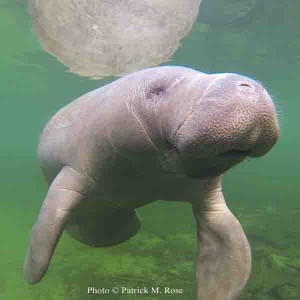 Photo-Rose-single manatee-Blue Spring-email 300-2-0-with  credit