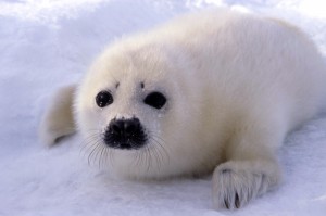 Harp Seal. Photo: Sea Shepherd Conservation Society 