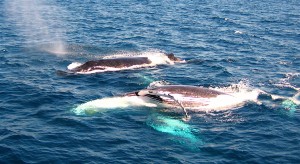 Humpbacks off the gold coast of Australia. Photo: Sea Shepherd Conservation Society. 