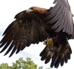 Golden Eagle, Mexico's national bird.