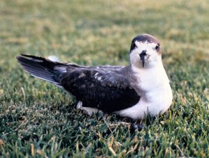 Hawaiian Petrel 