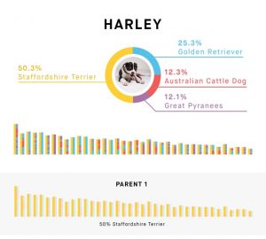 Genetic test result from Embark.