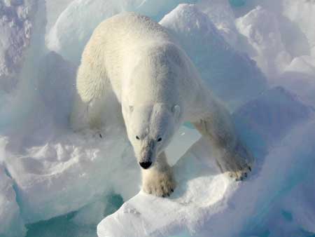 Fun Facts about Polar Bears