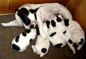 French Bulldog puppies