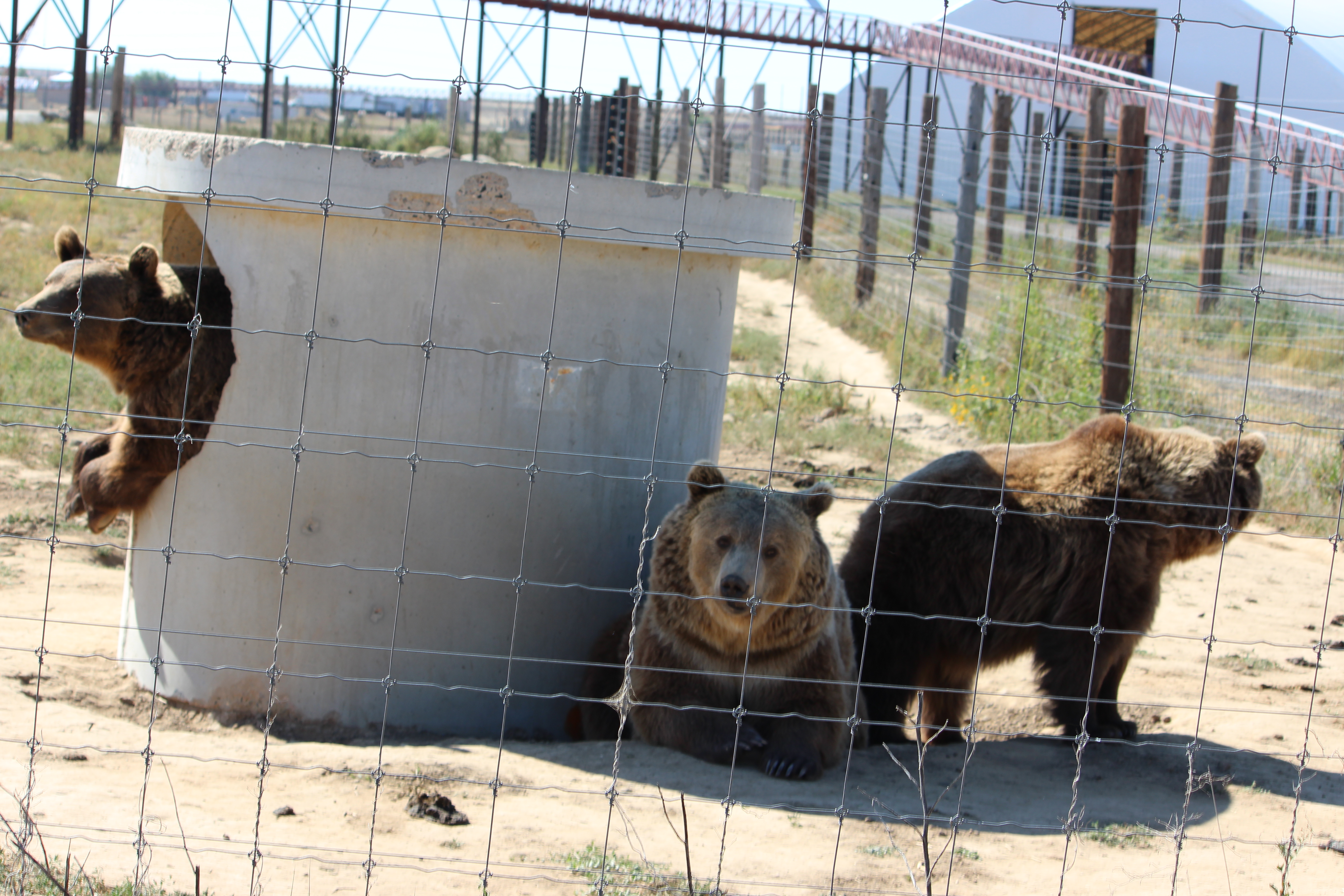 The Wild Animal Sanctuary. Animals Today Radio