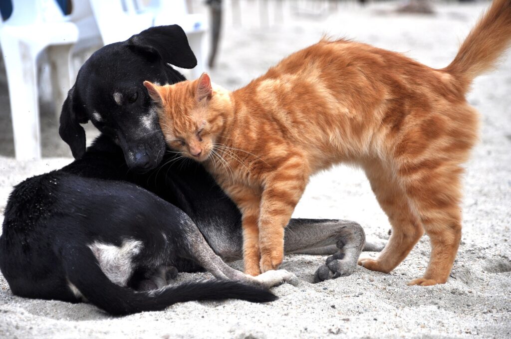 Dogs and cats living together