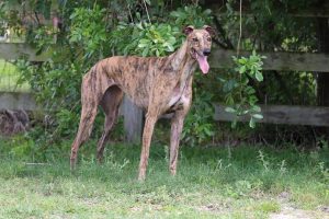 Greyhound racing to end in Florida