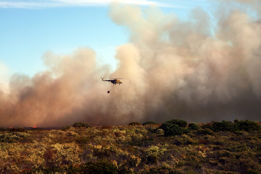 Animals and mandatory evacuations in natural disasters