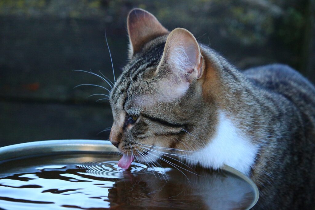 Encouraging cats to stay hydrated