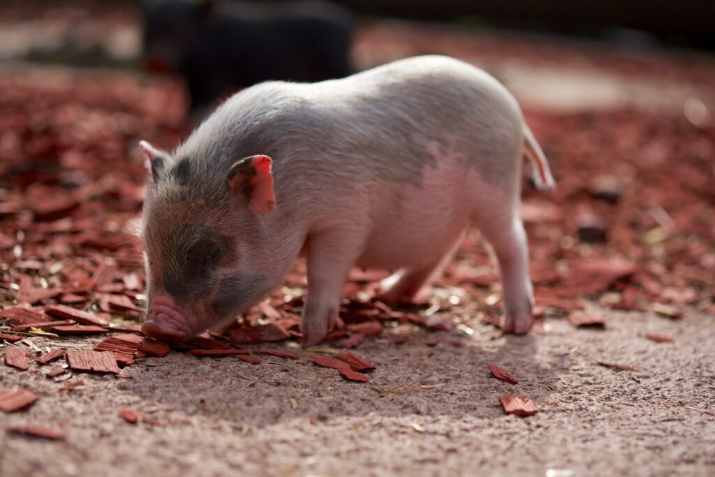 Pigs as companion animals