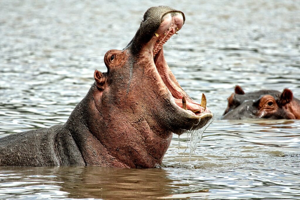 Fun hippopotamus facts