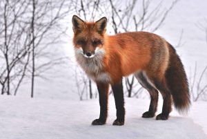 A rescue and sanctuary for foxes.