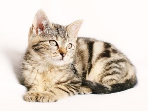 Pain creams used by people pose severe risks to cats.