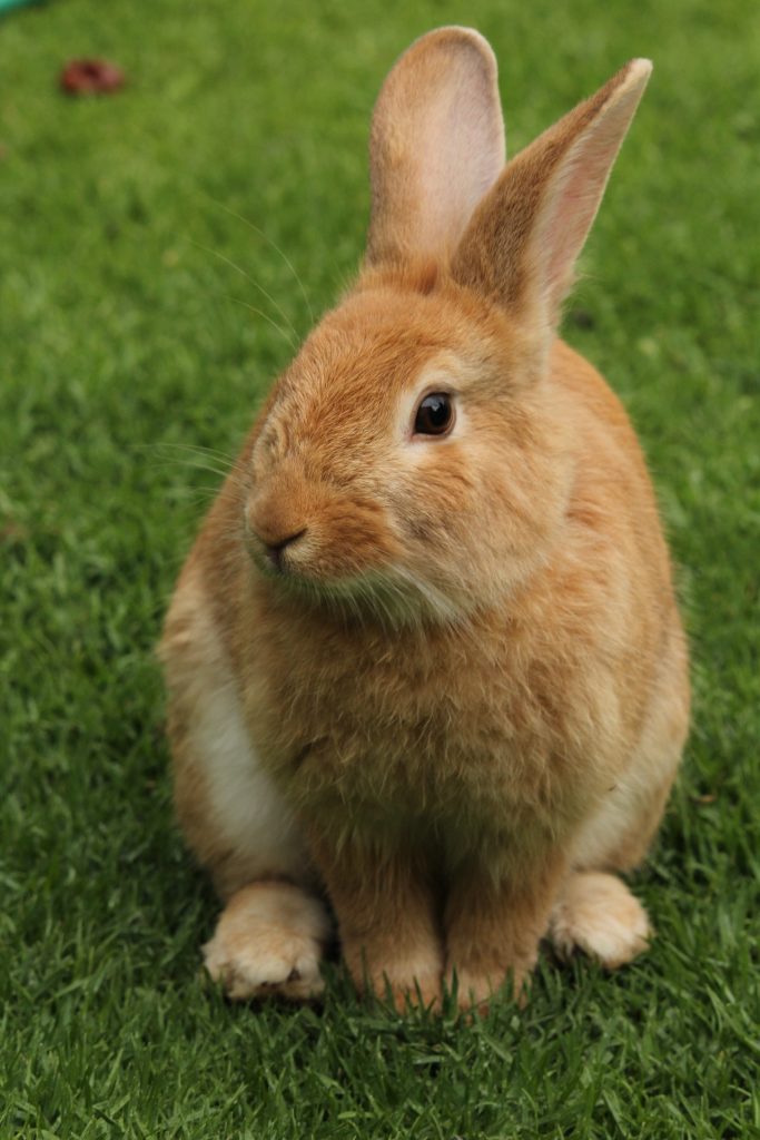 Do rabbits make good pets?