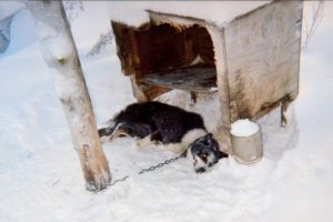 The Iditarod sled dog race must end