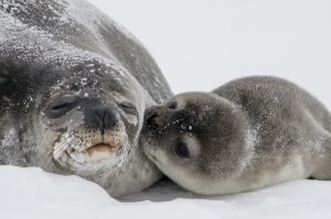 Another season of seal killing in Canada is here.