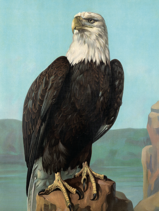 The American Eagle