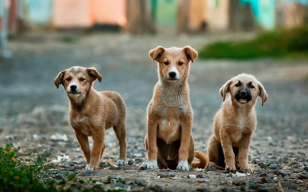 Stopping puppy mills