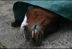 The cruelty of horse racing