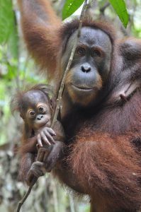 How can we save orangutans from extinction?