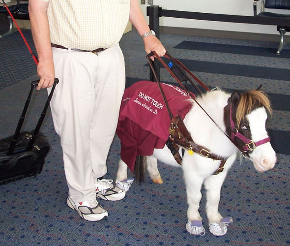 Miniature horses as service animals